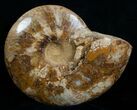 Wide Polished Cleoniceras Ammonite #5807-1